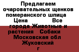 Предлагаем очаровательных щенков померанского шпица › Цена ­ 15 000 - Все города Животные и растения » Собаки   . Московская обл.,Жуковский г.